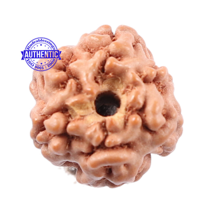 Non Mukhi Rudraksha from Indonesia - Bead No. 12