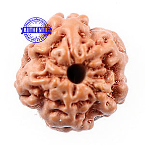 Non Mukhi Rudraksha from Indonesia - Bead No. 12