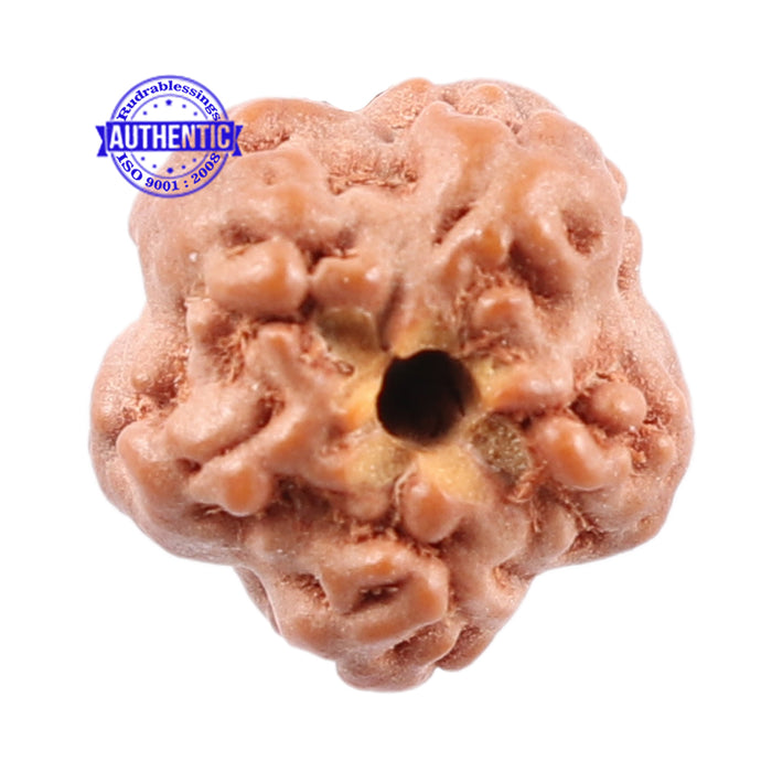 Non Mukhi Rudraksha from Indonesia - Bead No. 13