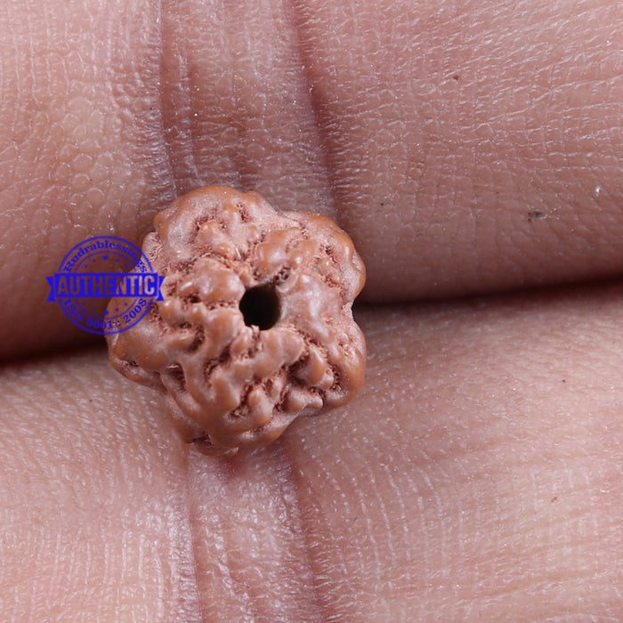 Non Mukhi Rudraksha from Indonesia - Bead No. 13