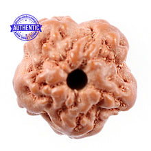 Load image into Gallery viewer, Non Mukhi Rudraksha from Indonesia - Bead No. 13
