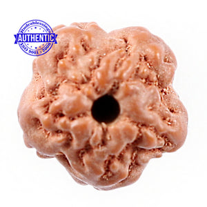 Non Mukhi Rudraksha from Indonesia - Bead No. 13