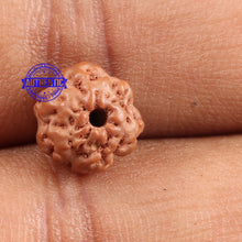 Load image into Gallery viewer, Non Mukhi Rudraksha from Indonesia - Bead No. 14
