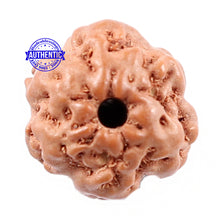 Load image into Gallery viewer, Non Mukhi Rudraksha from Indonesia - Bead No. 14
