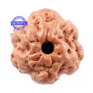 Non Mukhi Rudraksha from Indonesia - Bead No. 14