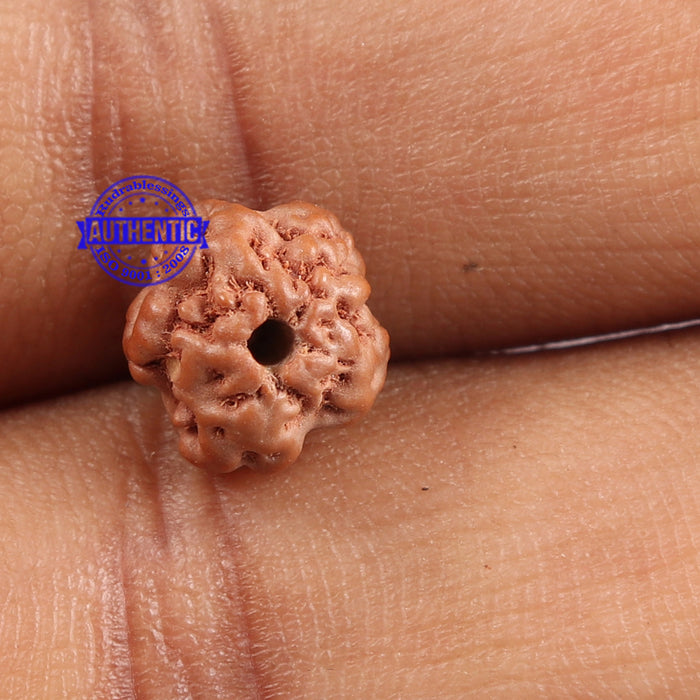 Non Mukhi Rudraksha from Indonesia - Bead No. 15