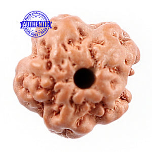 Non Mukhi Rudraksha from Indonesia - Bead No. 15