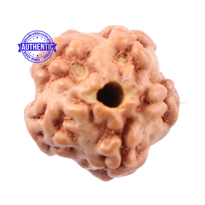 Non Mukhi Rudraksha from Indonesia - Bead No. 7