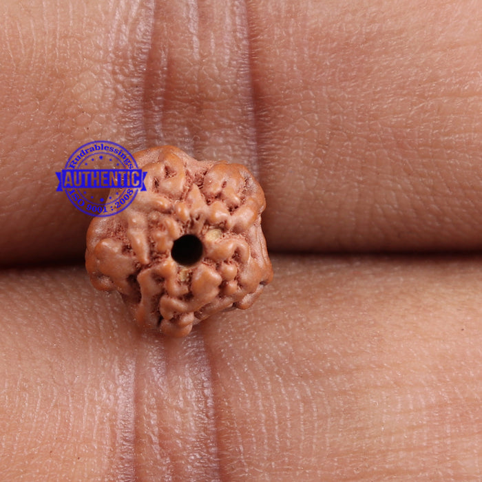 Non Mukhi Rudraksha from Indonesia - Bead No. 7