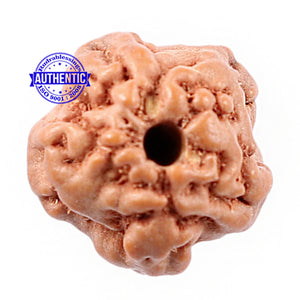 Non Mukhi Rudraksha from Indonesia - Bead No. 7