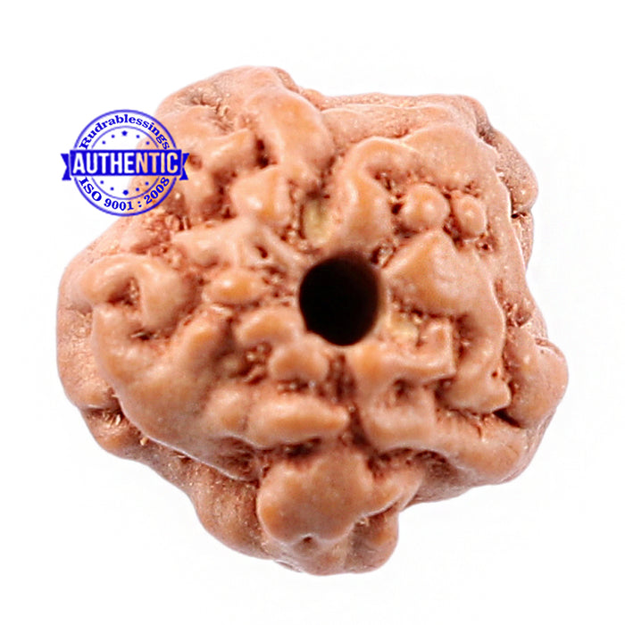 Non Mukhi Rudraksha from Indonesia - Bead No. 7