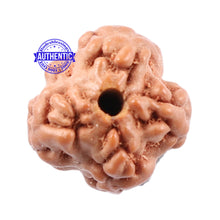 Load image into Gallery viewer, Non Mukhi Rudraksha from Indonesia - Bead No. 8
