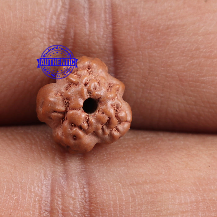 Non Mukhi Rudraksha from Indonesia - Bead No. 8