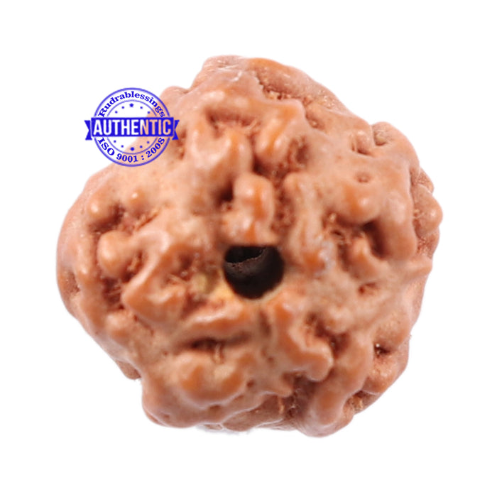 Non Mukhi Rudraksha from Indonesia - Bead No. 9