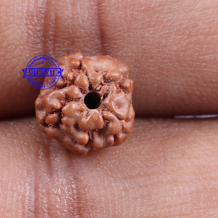 Non Mukhi Rudraksha from Indonesia - Bead No. 9