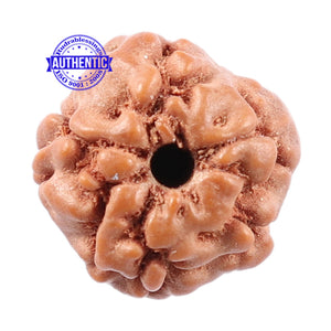 Non Mukhi Rudraksha from Indonesia - Bead No. 9