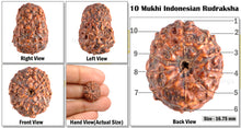 Load image into Gallery viewer, 10 Mukhi Rudraksha from Indonesia - Bead No. 66
