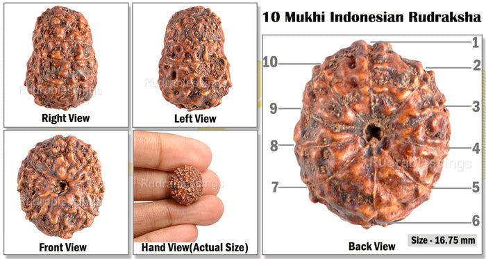 10 Mukhi Rudraksha from Indonesia - Bead No. 66