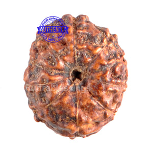 10 Mukhi Rudraksha from Indonesia - Bead No. 66