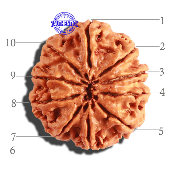 10 Mukhi Nepalese Rudraksha - Bead No 313