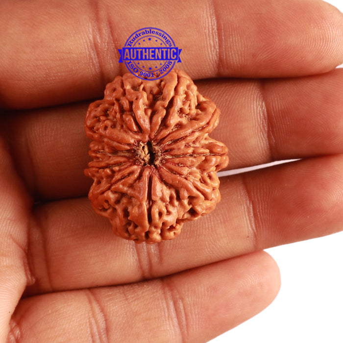 10 Mukhi Nepalese Rudraksha - Bead No. 314