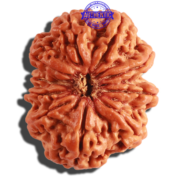 10 Mukhi Nepalese Rudraksha - Bead No. 314
