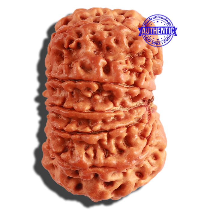 10 Mukhi Nepalese Rudraksha - Bead No. 314