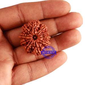 10 Mukhi Ganesh Nepalese Rudraksha - Bead No. 315