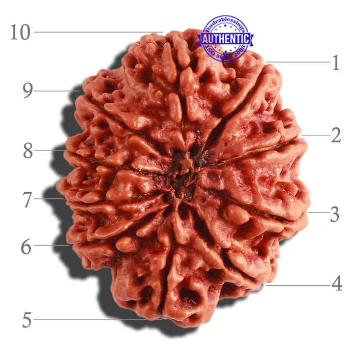 10 Mukhi Ganesh Nepalese Rudraksha - Bead No. 315