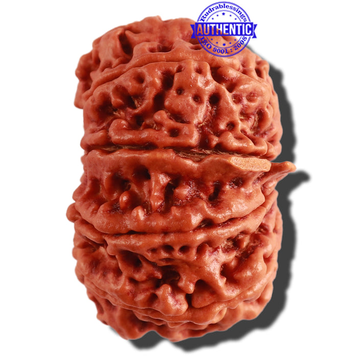 10 Mukhi Ganesh Nepalese Rudraksha - Bead No. 315