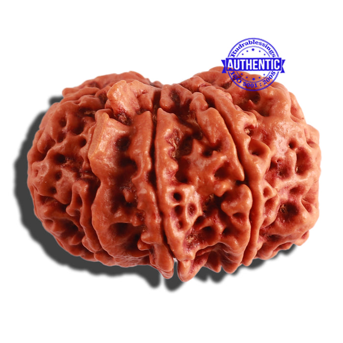 10 Mukhi Ganesh Nepalese Rudraksha - Bead No. 315