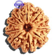 Load image into Gallery viewer, 10 Mukhi Nepalese Rudraksha - Bead No. 316
