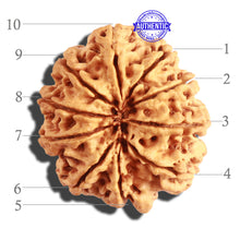 Load image into Gallery viewer, 10 Mukhi Nepalese Rudraksha - Bead No. 316

