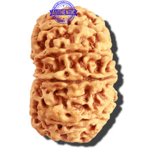 Load image into Gallery viewer, 10 Mukhi Nepalese Rudraksha - Bead No. 316
