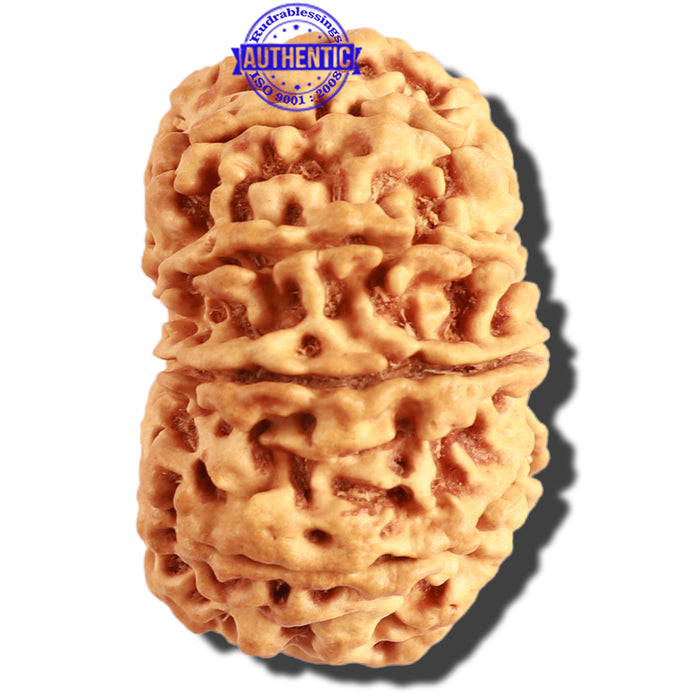 10 Mukhi Nepalese Rudraksha - Bead No. 316
