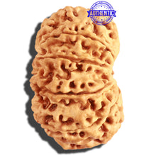 Load image into Gallery viewer, 10 Mukhi Nepalese Rudraksha - Bead No. 316
