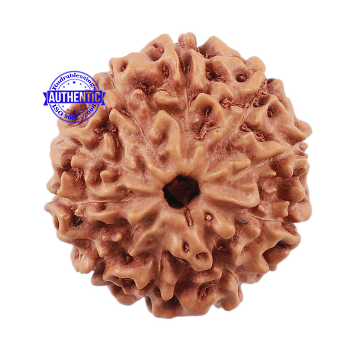 10 Mukhi Rudraksha from Indonesia - Bead No. 201