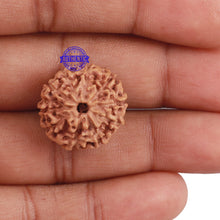 Load image into Gallery viewer, 10 Mukhi Rudraksha from Indonesia - Bead No. 201
