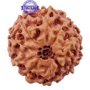 10 Mukhi Rudraksha from Indonesia - Bead No. 201