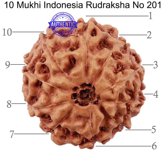 10 Mukhi Rudraksha from Indonesia - Bead No. 201