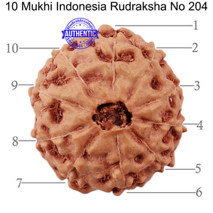 10 Mukhi Rudraksha from Indonesia - Bead No. 204