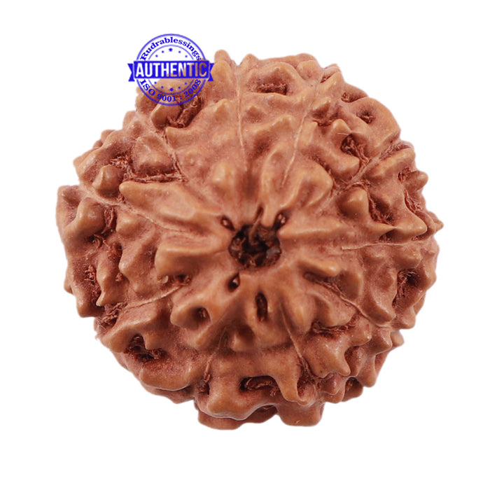 10 Mukhi Rudraksha from Indonesia - Bead No. 205