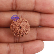 Load image into Gallery viewer, 10 Mukhi Rudraksha from Indonesia - Bead No. 205
