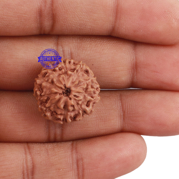 10 Mukhi Rudraksha from Indonesia - Bead No. 205