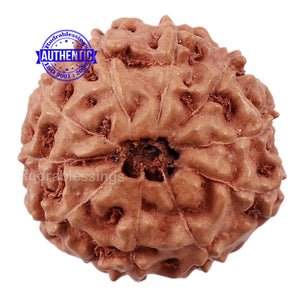 10 Mukhi Rudraksha from Indonesia - Bead No. 205