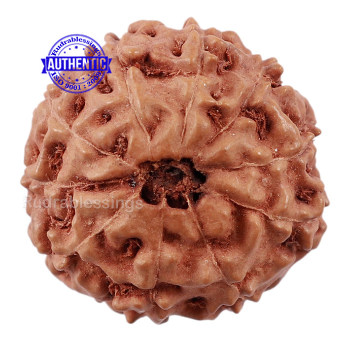 10 Mukhi Rudraksha from Indonesia - Bead No. 205