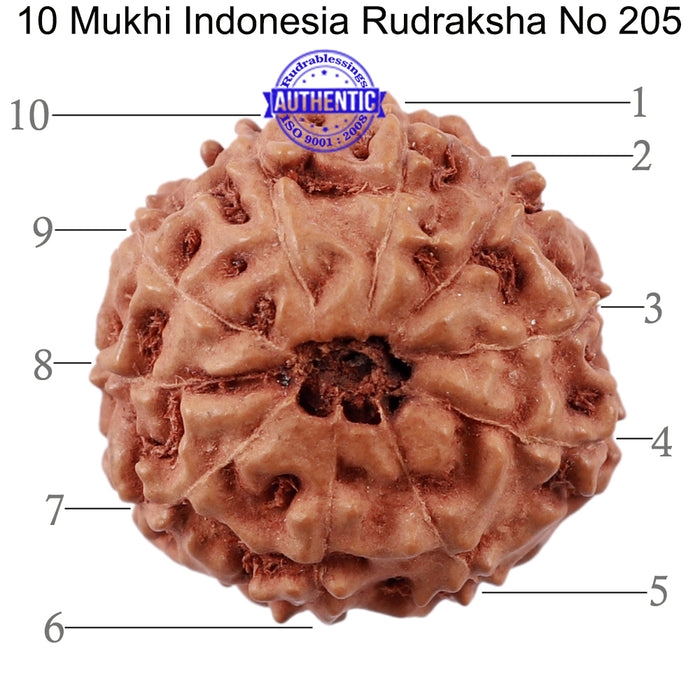 10 Mukhi Rudraksha from Indonesia - Bead No. 205