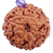 Load image into Gallery viewer, 10 Mukhi Rudraksha from Indonesia - Bead No. 208
