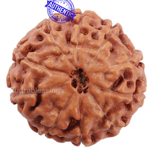 10 Mukhi Rudraksha from Indonesia - Bead No. 208