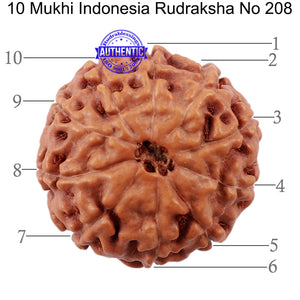 10 Mukhi Rudraksha from Indonesia - Bead No. 208